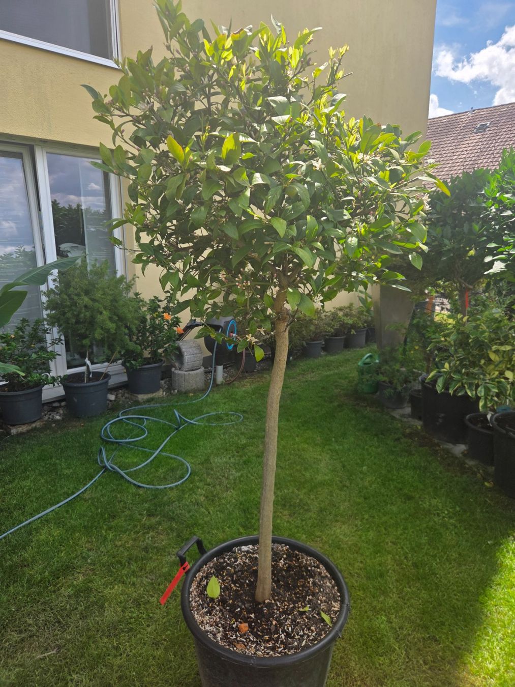 Plantes & graines: zitrus mandarine baum 1m80 mit blüte – D'occasion à Unterlunkhofen par tomnova 1