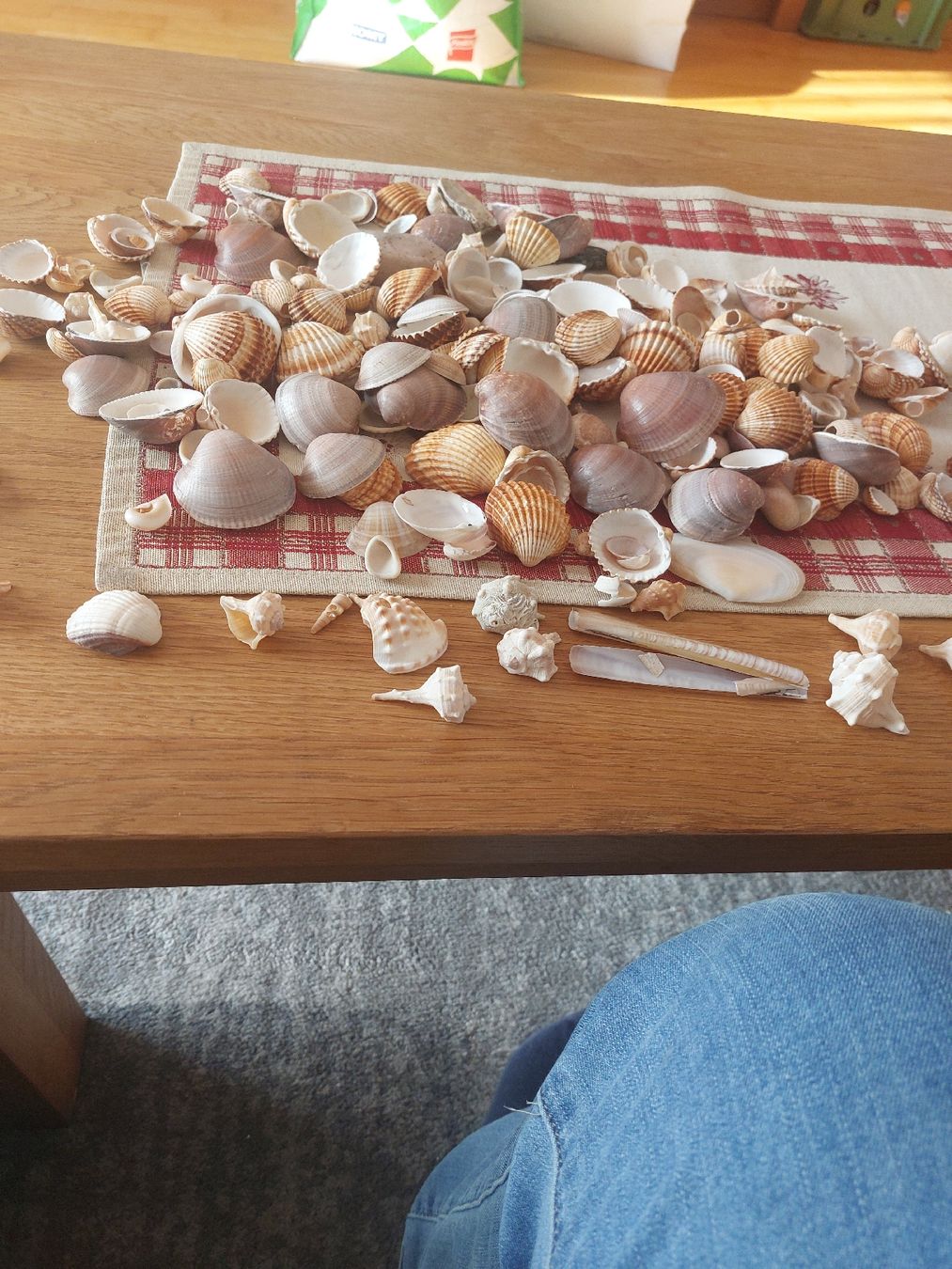 Fossili: Muschelsammlung  – Usato da Landquart venduto da Cedes 2