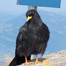 Profile image of Iglur