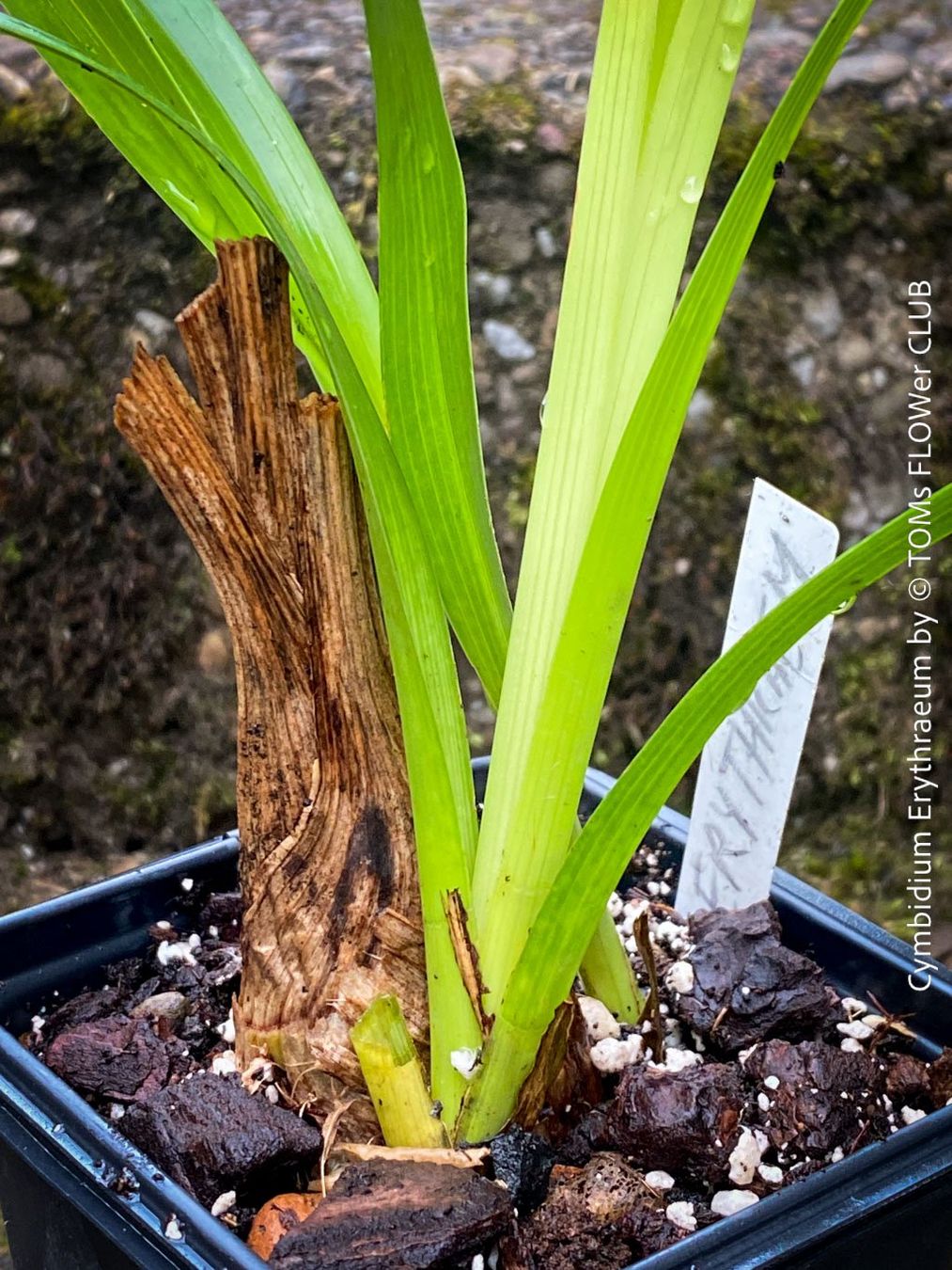 Piante & sementi: Cymbidium Erythraeum - seltene, duftende Orchidee – Nuovo e nell'imballaggio originale da Adliswil venduto da TAKEYOURPLANT 4