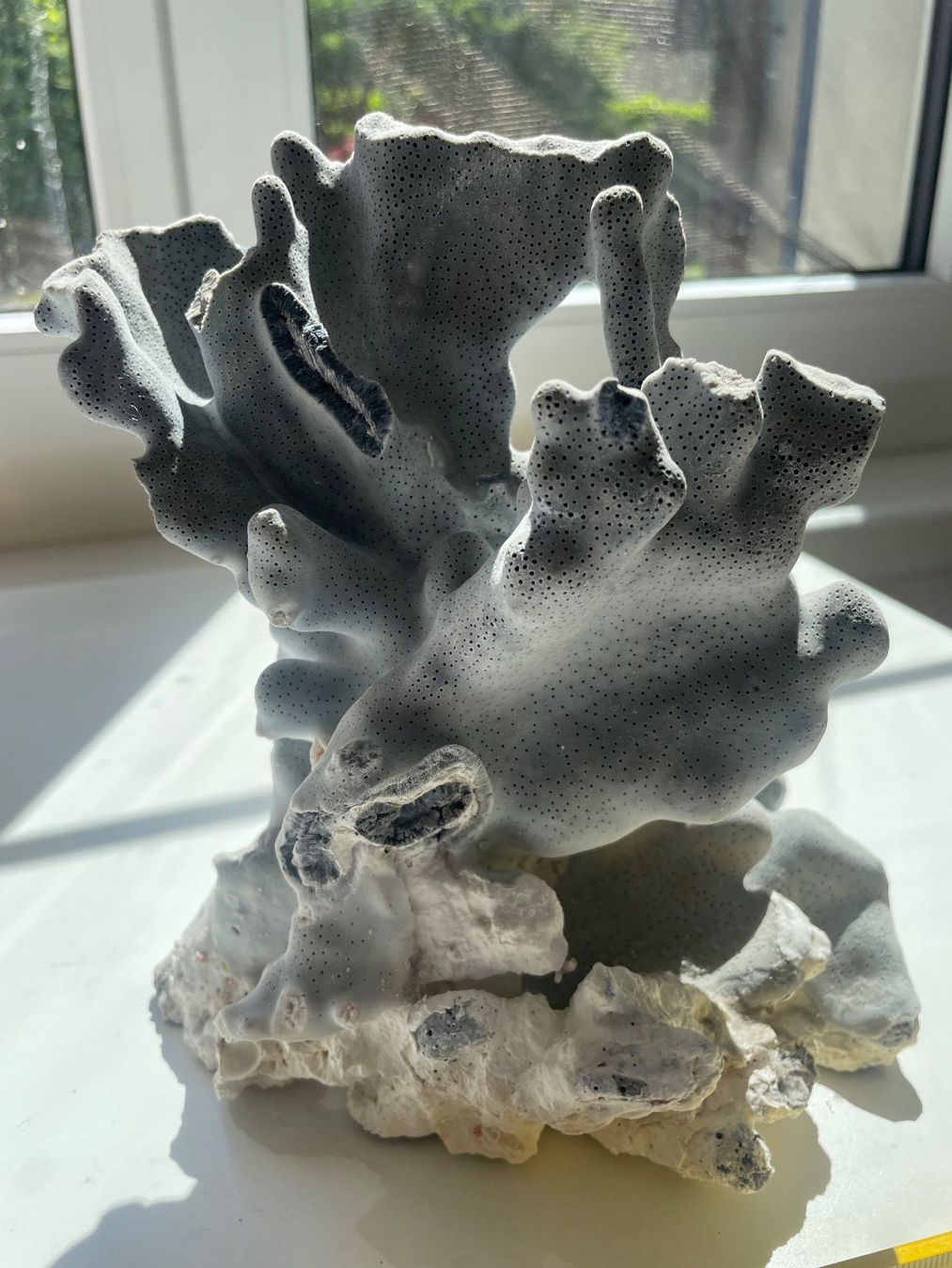 Fossili: Koralle blau – Nuovo (secondo la descrizione) da Winkel venduto da cma_df88 1