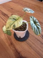 Alocasia Silver Dragon Albo Variegata im SB-Topf