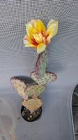 1 Kaktus Opuntia Kälte resistent, Blüte gelb-rot