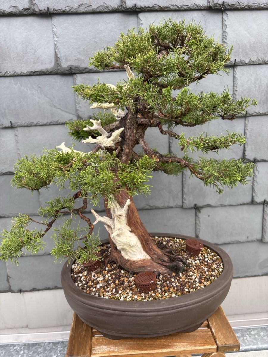 Piante & sementi: Bonsai Itoigawa Wacholder – Usato da Herisau venduto da men_9hwl