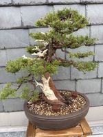 Bonsai Itoigawa Wacholder