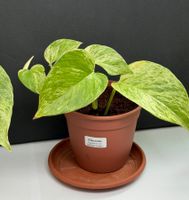 gefleckte Efeutute (Epipremnum)"Marbel Queen"