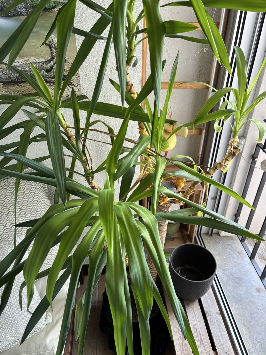Piante & sementi: Yucca Palme, ca. 170cm – Usato da Brugg AG venduto da franky_100 1