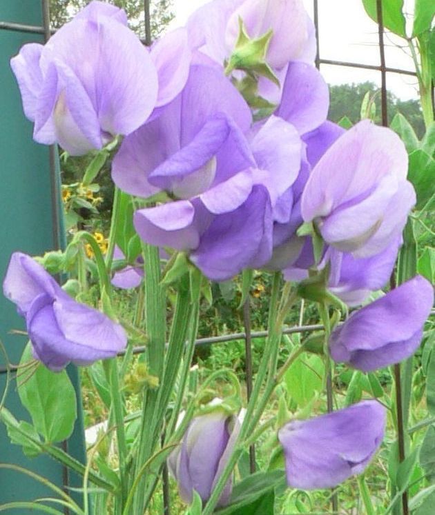 Pflanzen & Samen: 15 Samen Duftwicke ELEGANCE LAVENDER – Neu (gemäss Beschreibung) aus Ehrendingen von VerveinaSamen 3