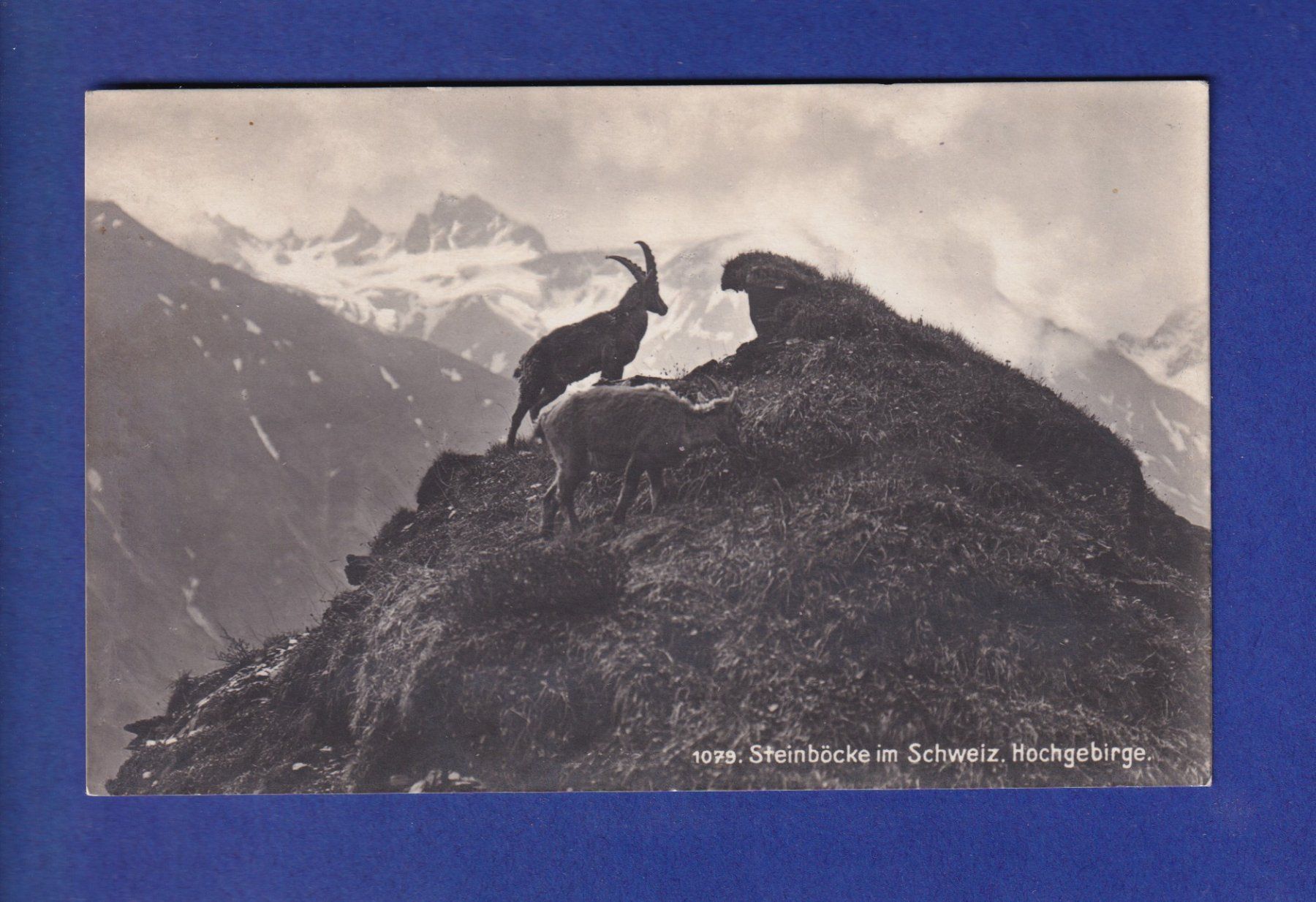 Cartoline postali: STEINBOCK / Bouquetin - Feldpost – Usato da Pully venduto da nicecards-shop