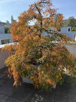Japanischer Hängeahorn «Ao shidare» (Acer palmatum)