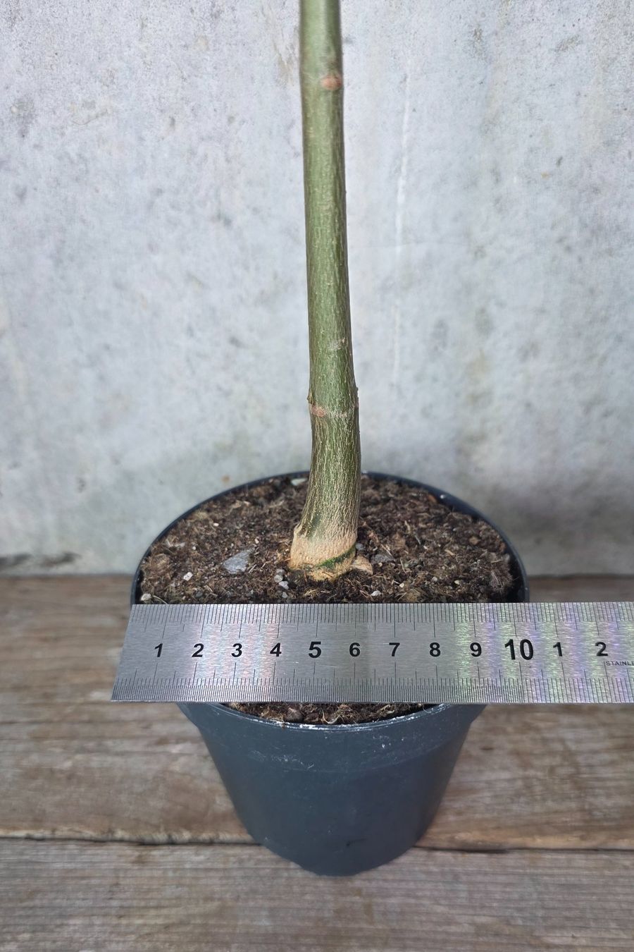 Plantes & graines: Moringa Hidebrantii – D'occasion à St.Erhard par Plumilandschweiz 4