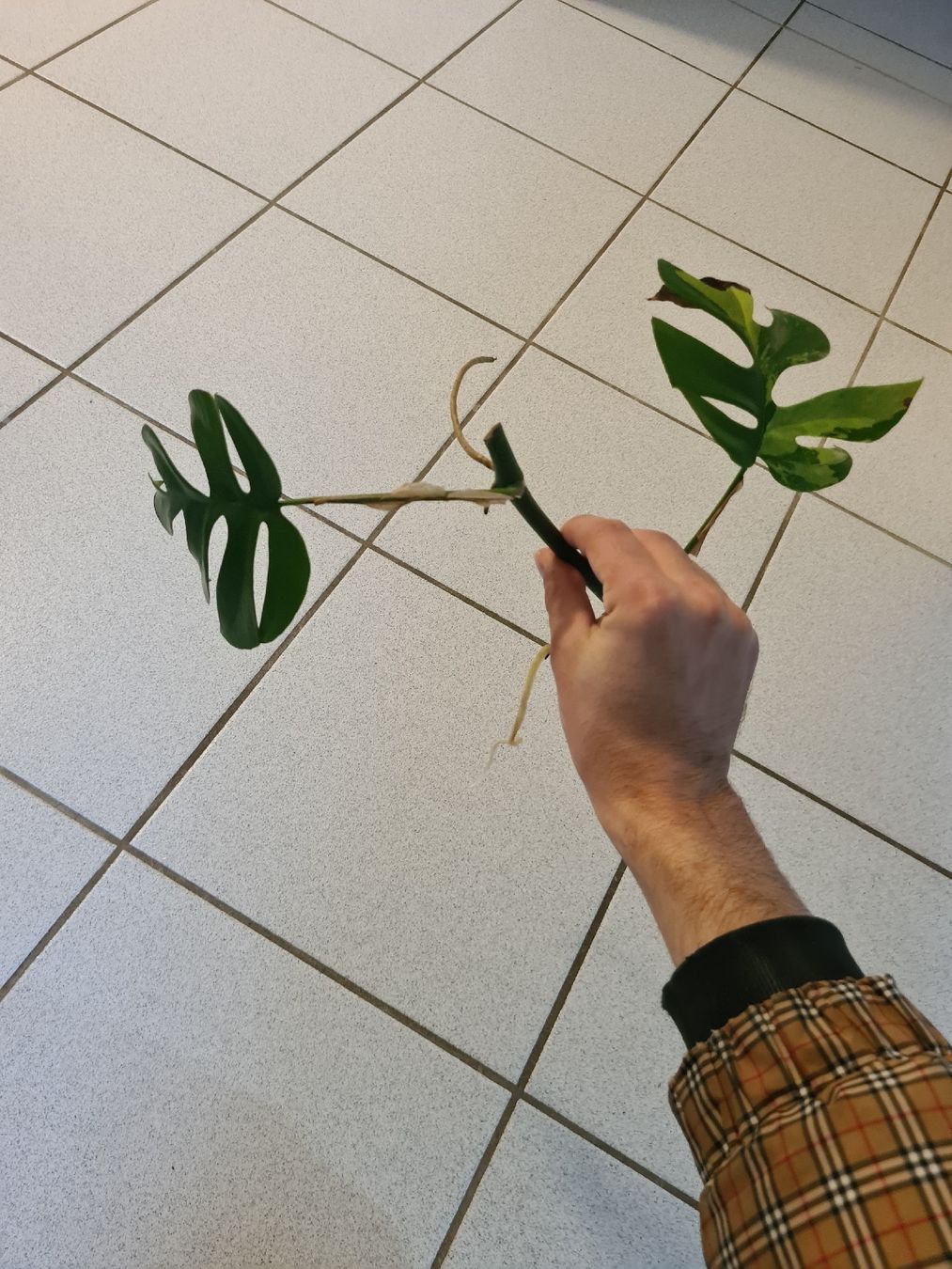 Pflanzen & Samen: Monstera Minima Variegata – Gebraucht aus Endingen von ale_jjv2 2
