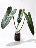 Philodendron Atabapoense x Billietiae (L) Rarität
