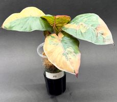 🌿 Alocasia ‘Yucatan Princess’ Variegata - Jungpflanze #6