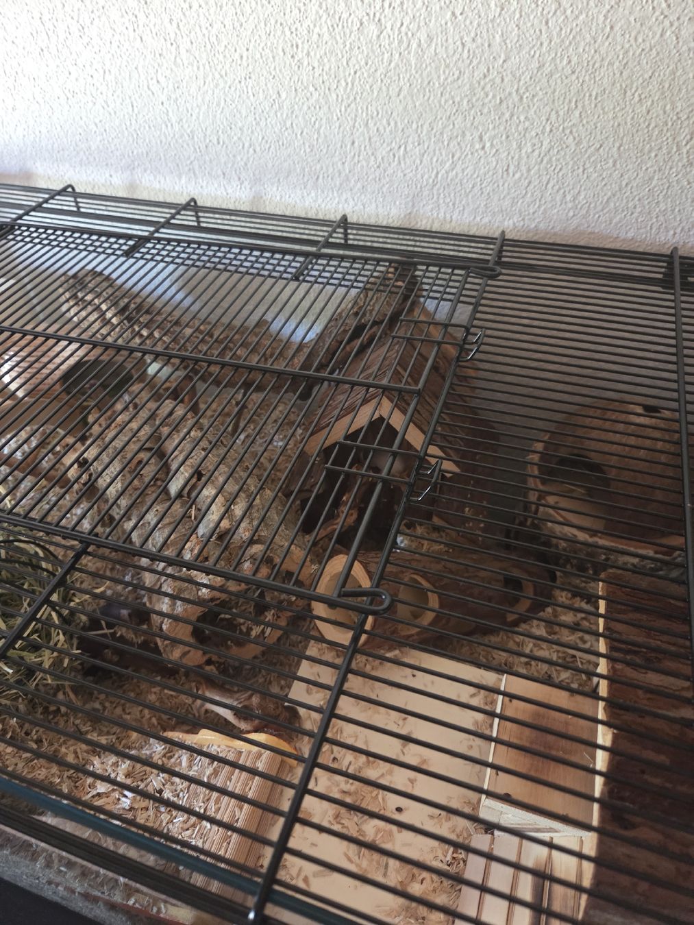 Terrario: Kleintierkäfig / Terrarium – Usato da Uetendorf venduto da mml_9xjd 2