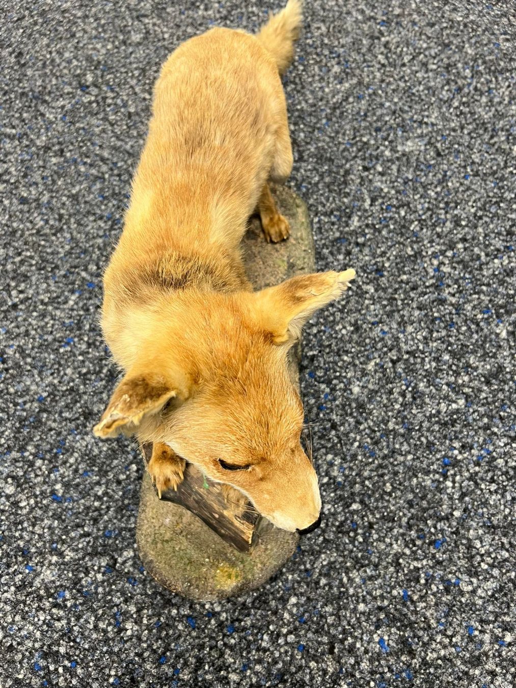 Il mondo degli animali: Tierpräparat: Rotfuchs (stehend) – Usato da Staufen venduto da Miramebien 2