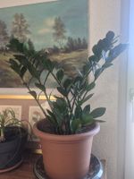 Zamioculcas Zamiifolia Pflanze guter Zustand