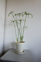 Schnell wachsende Papyrus-Pflanze zu verkaufen