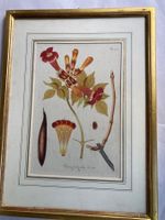 Antike botanische Illustration, gerahmt, Wanddeko Vintage