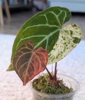Anthurium Crystallinum Albo Variegata