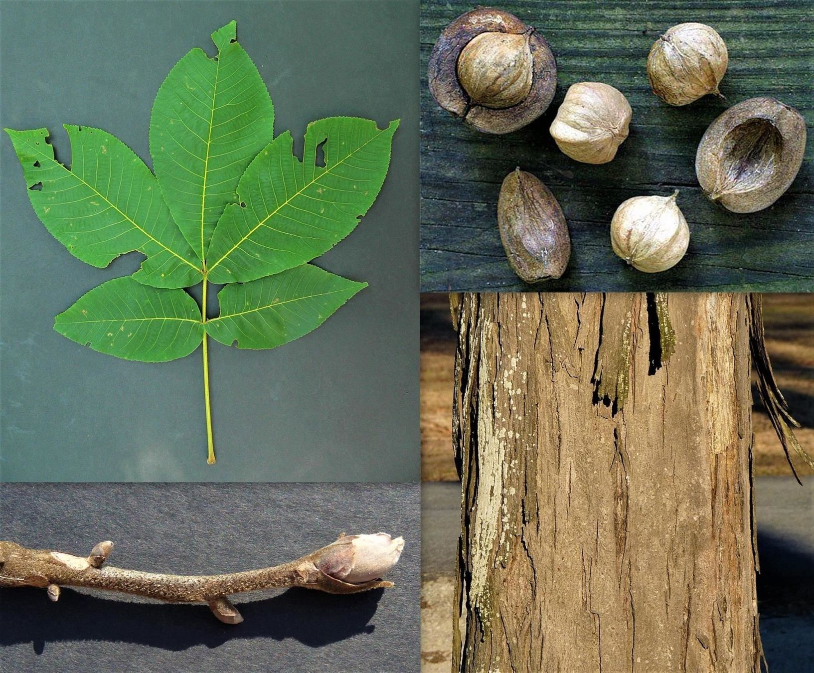 Piante & sementi: Noyer blanc 20cm  RARE – Nuovo (secondo la descrizione) da Bremblens venduto da FIBONACCI369 2