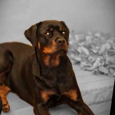 Profile image of giuseppe0111
