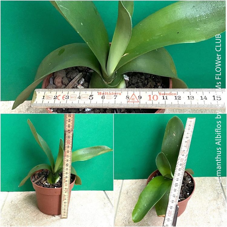 hippeastrum apple blossom Amaryllis (Hippeastrum) Appleblossom  Jack the Grower