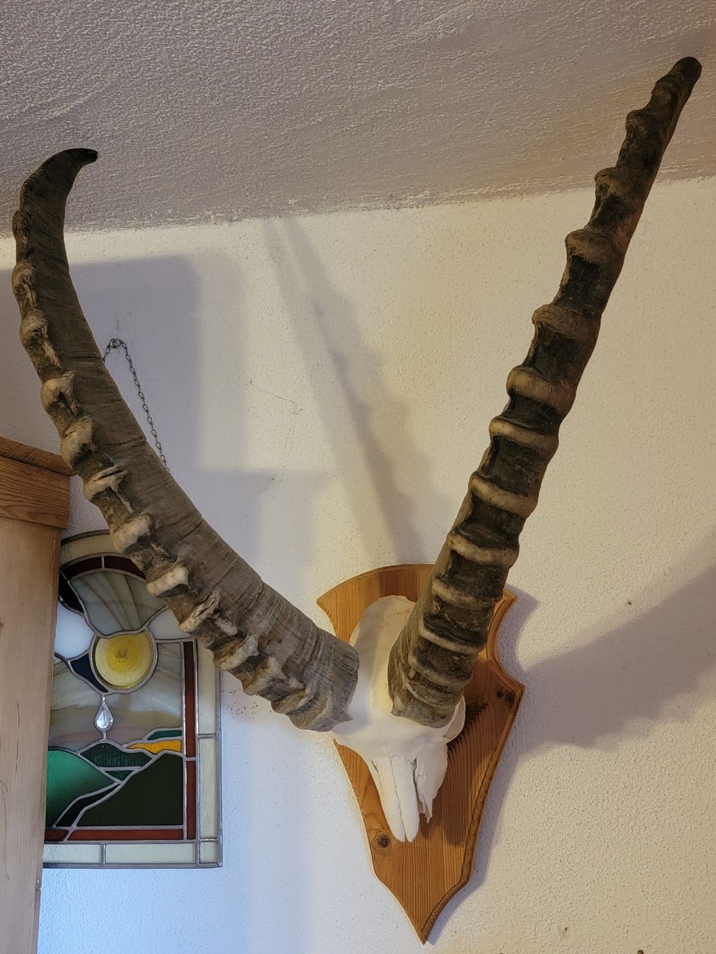 Altre raccolte & rarità: Steinbock 7 1/2 jährig – Usato da Sils im Domleschg venduto da platin01 2