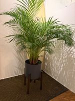 Plant palm areca (Dypsis lutescens)
