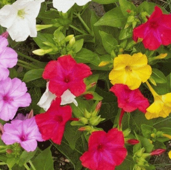Piante & sementi: 20 SAMEN GRAINES SEMI MIRABILIS MIX Fleur De Mirabilis – Nuovo e nell'imballaggio originale da Rovio venduto da POSITIFFARTandPLANTS 3