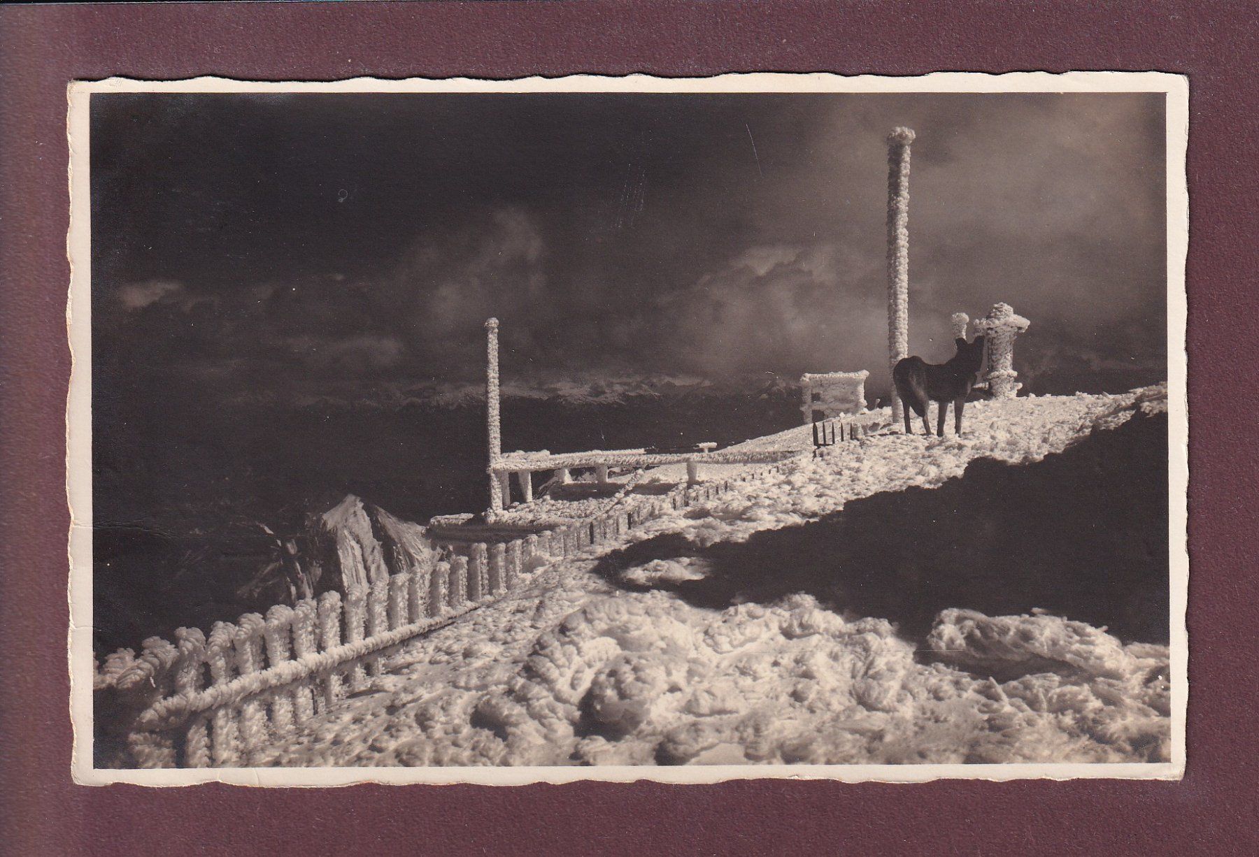 Cartoline postali: Hund am gefrorenes SÄNTIS - 1924 – Usato da Pully venduto da nicecards