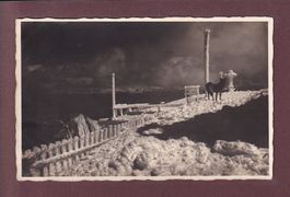 Hund am gefrorenes SÄNTIS - 1924