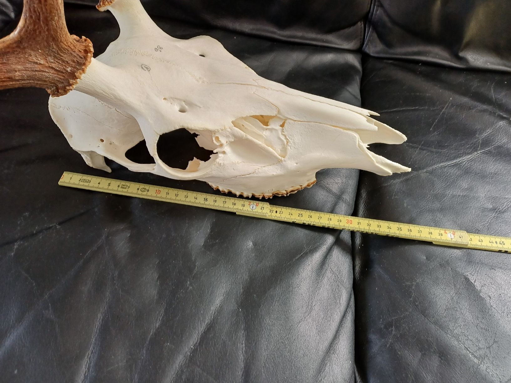 Il mondo degli animali: Hirschschädel mit Geweih, Jagdtrophäe, Deko, Schweiz – Usato da Ebersecken venduto da Napf08 4