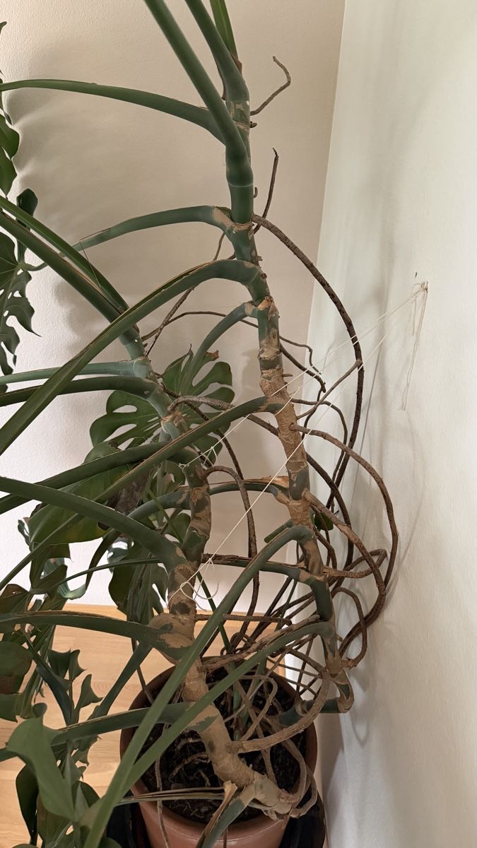 Pflanzen & Samen: Monstera sehr gross – Gebraucht aus Zürich von sariella 3