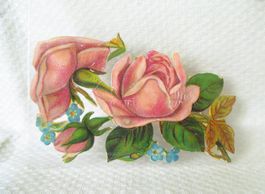Antike Oblate Rose um die 90 Jahre alt