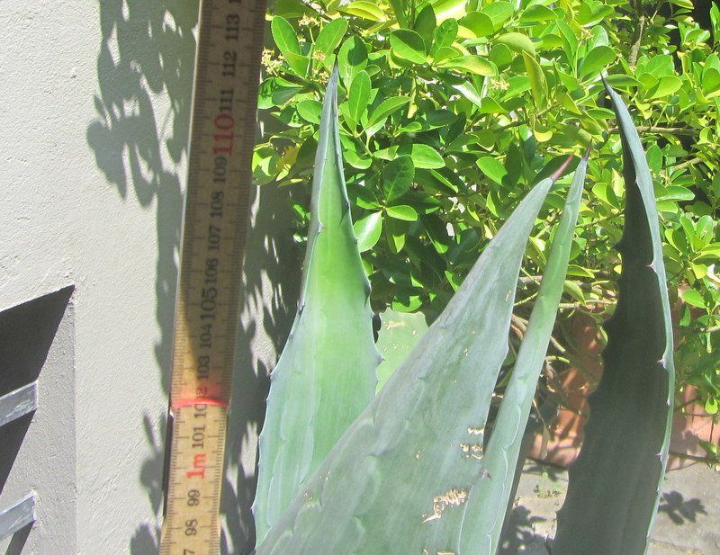 Piante & sementi: Agave 110 cm hoch – Usato da Kreuzlingen venduto da heinrich7h 2