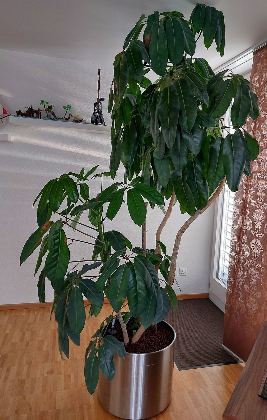 Pflanzen & Samen: Schefflera (Strahlenaralie) – Gebraucht aus Zürich von michaelwiggenhauser 1