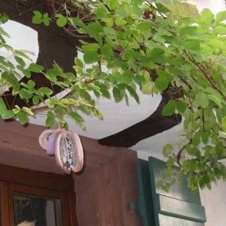 Piante & sementi: AKEBIA QUINATA  Vigne chocolat – Nuovo (secondo la descrizione) da Bremblens venduto da FIBONACCI369 3
