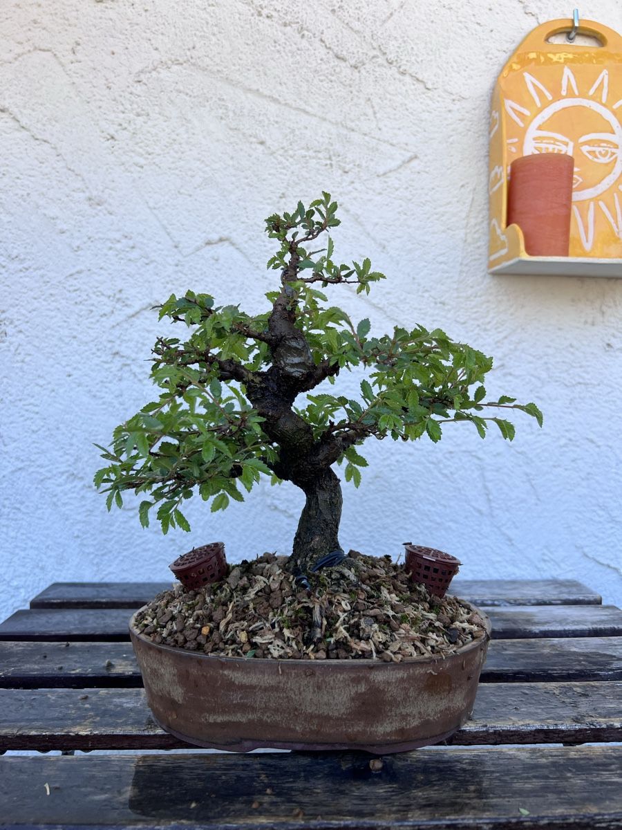 Piante & sementi: Chinese Elm Bonsai – Usato da Genève venduto da dan_tt69 3