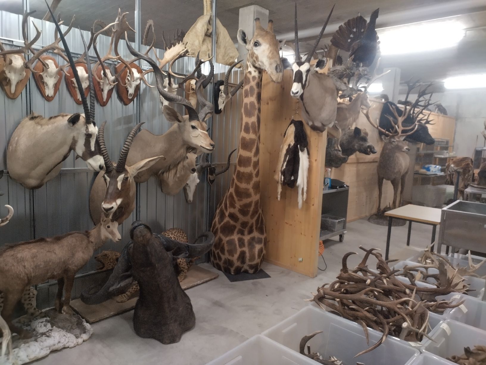 Welt der Tiere: Grosser Elch Geweih Schädel Jagdtrophäe Deko Hirsch – Gebraucht aus Wettingen von Bwalti 3