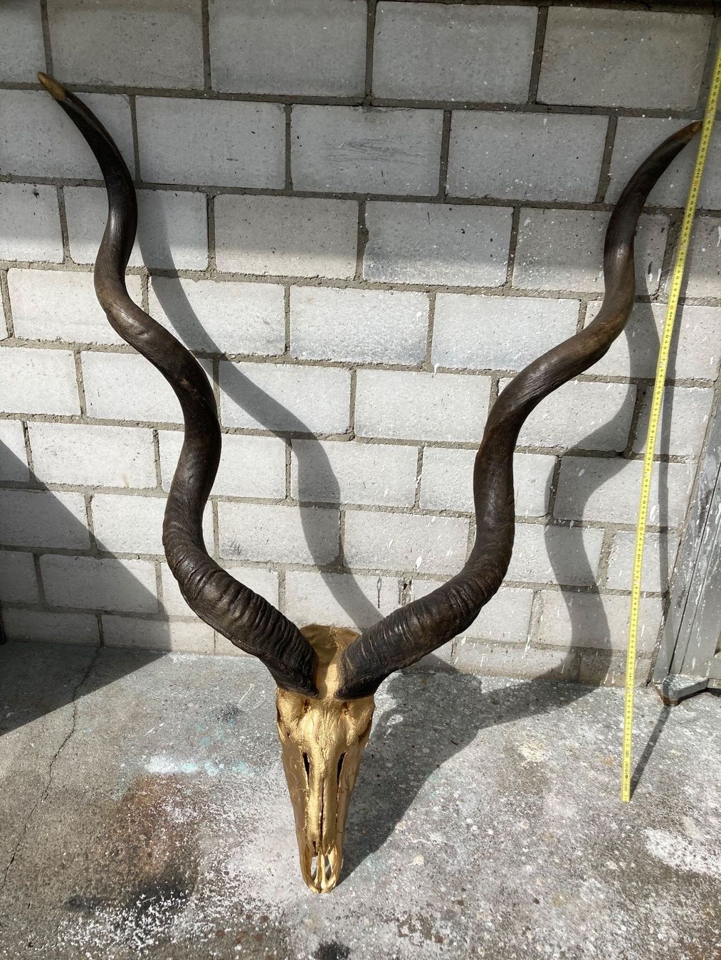 Il mondo degli animali: Kudu Trophäe 1 – Usato da Grosswangen venduto da arum01