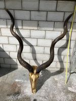 Kudu Trophäe 1