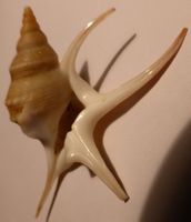 APORRHAIS PESGALLINAE MUSCHEL-45,2 MM,-STACHELN 2 CM; SELTEN
