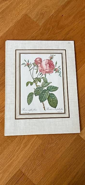 Foto & Immagini: 3 Vintage Rosenbilder – Usato da St. Gallen venduto da Sirii9000