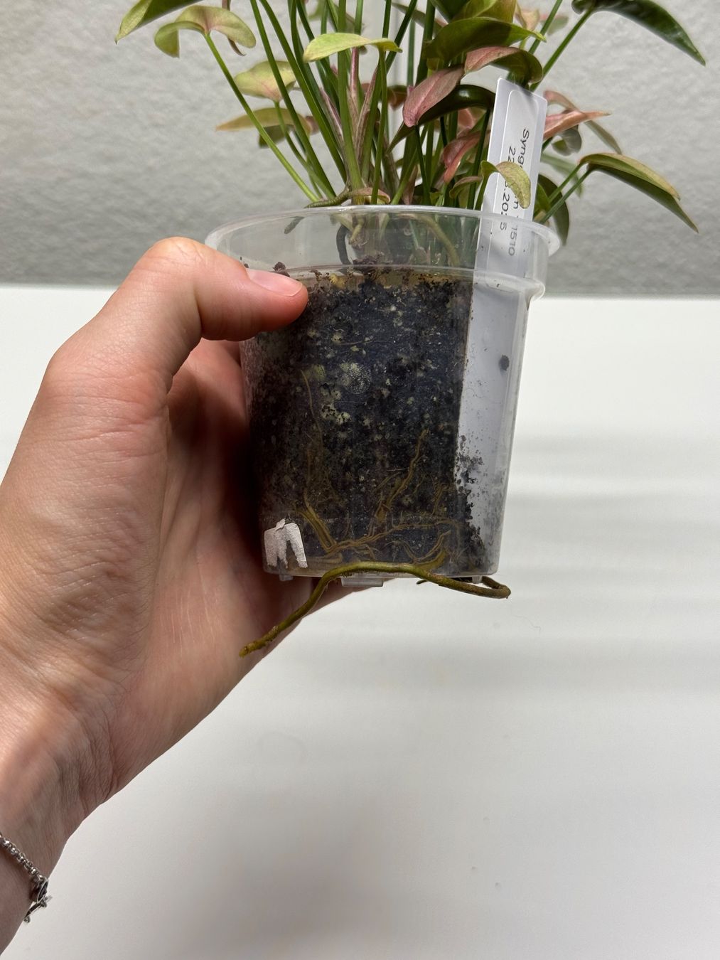 Pflanzen & Samen: Syngonium T1510 – Gebraucht aus Goldau von pflanzly 3