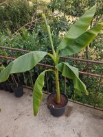 Jap. Faserbanane - Musa basjoo - 1 Pflanze
