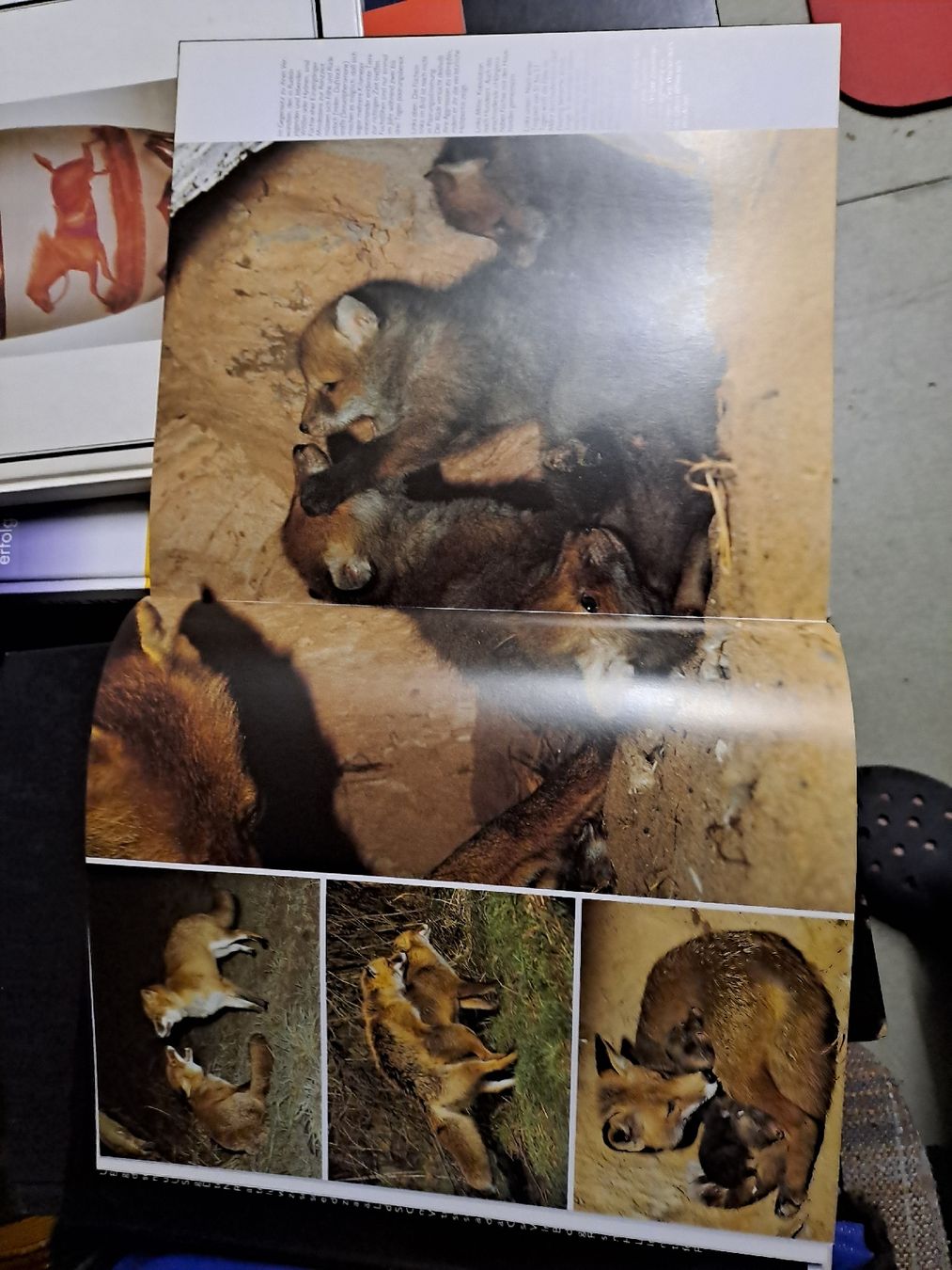 Libri: Unsere Wildtiere - Tierbuch – Usato da Zürich venduto da Schoebi19 3