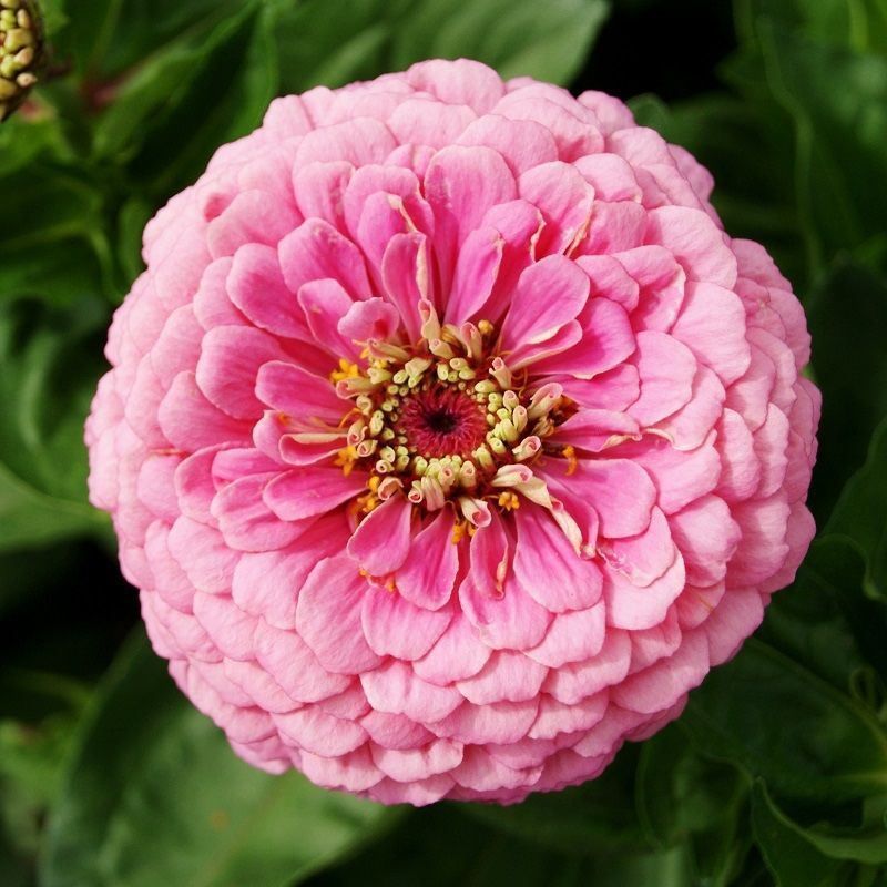 Piante & sementi: 50 Samen Zinnie LUMINOSA PINK Blume – Nuovo (secondo la descrizione) da Ehrendingen venduto da VerveinaSamen 4