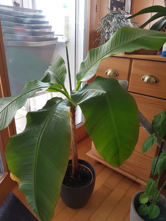 Bananenstaude (musa basjoo) winterfest Kaufen auf Ricardo