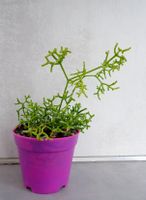 Rhipsalis cereuscula